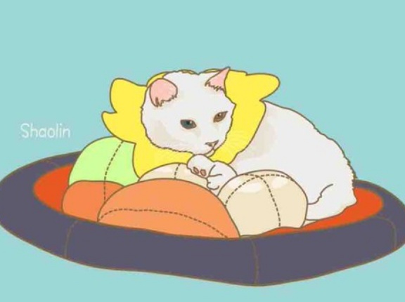 ケージから脱走する猫たち　20251030