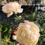 Four Seasons　四季の移ろい