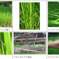 セミの羽化観察