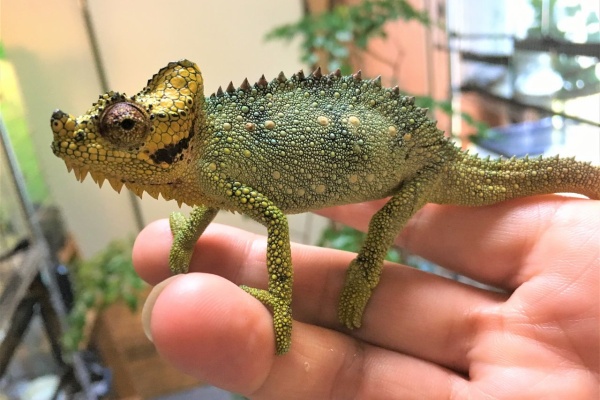 たんぽぽ日和ーはちゅママ日記 ホーネリー ヘルメット カメレオン