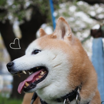散り際の桜の下でキレた犬と私…