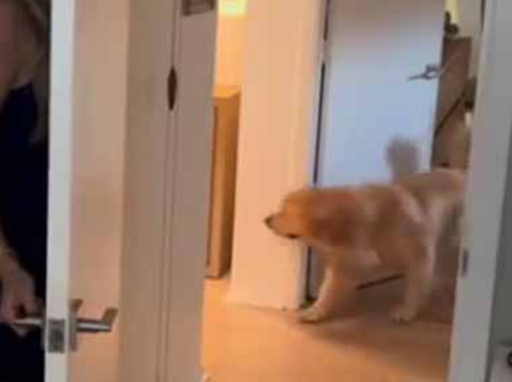 ドアと壁の隙間にお姉さんが隠れた。ど、どこだワン？ → 必死にさがす犬はこんな様子です…