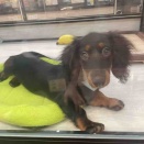 ★仔犬紹介★