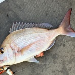 中澤さかな晴釣雨読日記