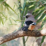 野鳥は可愛い♪ ２