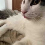 銃🐈‍⬛猫たちと家族の記録