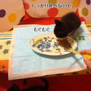 巣立ちの歌☆栄光