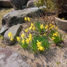 赤いスイートピー