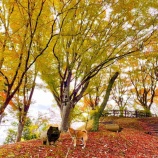 『急に、秋〜！』の画像