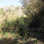 有機無農薬栽培茶　国友農園