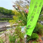 『『“秋の七草”フジバカマを追いかけて 西京区洛西ニュータウンにある 小畑川中央公園（おばたがわこうえん） そして「大原野フジバカマ園」を訪ねました』 』の画像