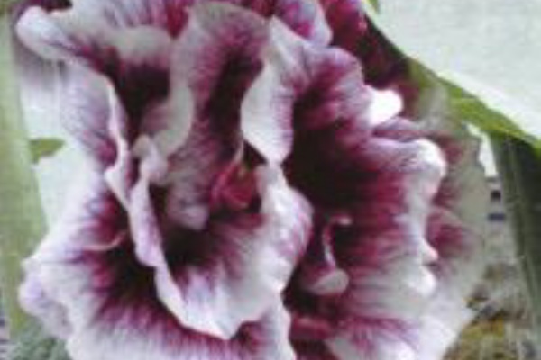 お庭を花いっぱいに ホリホック