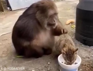 猫をかわいがっていたおサルさん…嫌われないように自重する