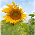 元気いっぱい！ひまわりが咲きました🌻
