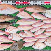 2025年12月13日　釣果