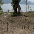 LAGO