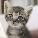 『【里親募集中】生後約2ヶ月ほどの子猫たち』の画像