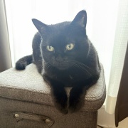 原型がなくなった猫の呼び方