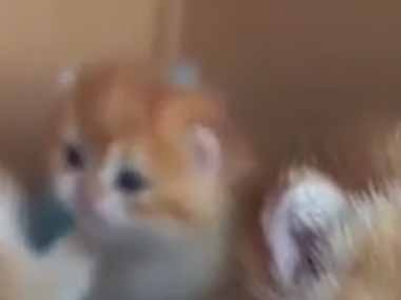 子ネコたちが箱の中にいた。何か考え事ですか？ → １匹はこんな様子です…