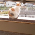 猫に小判を与えたら。 埋蔵金：千九百弐拾弐両　飯ぃすらぁ口に合わへんかぁ・・・。