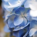 2026 梅雨入り＆紫陽花