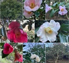 【花便り'26】冬に咲く市花・椿を訪ねて｜松山総合公園「椿園」で味わう静かな散策時間‼️