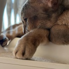 いぶし銀？ぼくさま