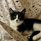 生後３ヶ月　にゃんこ　募集中