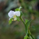 咲き出した白花ツユクサ