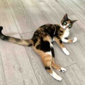 キャリコちゃん3歳になりました