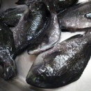 先日のﾒｼﾞﾅ＆ﾌﾞﾀﾞｲ＋αのお刺身編