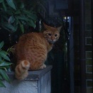 やばいぜ！肛門腺液　20260507