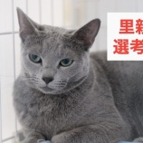 『「里親選考制」について』の画像