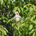 2025年7月13日の野鳥公園