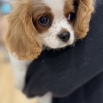 山形県 ペットショップ ワンラブ イオンモール三川店のスタッフブログ