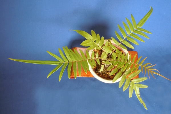 ミニ盆栽と山野草 - シダ類 ヒトツバと黄金シダの根洗 苔玉 シダ