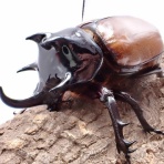 クワガタ備忘録