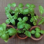 豆腐屋小町の成れの果て