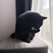 【猫写真】猫たちの昼寝の場所がかわりました