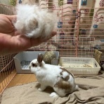うさぎのきた道