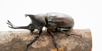 【求！虫が全くダメな嫁に虫を飼うのを認めさせる方法】息子が飼いたいって言ってるんだ。