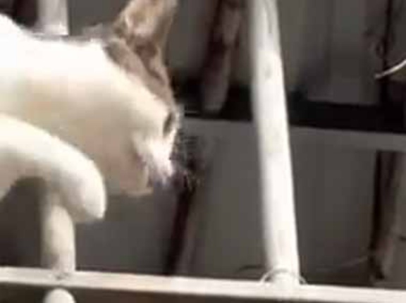 何かが家の格子にいた。あれはヘビですか？ → いいえ、液体の生物です…