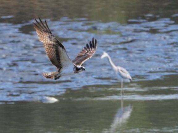 2026年3月1日の野鳥公園
