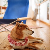 EF50mmF2.5コンパクトマクロ