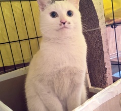 プン！  二十四日目　里親募集