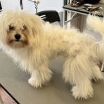 ペットショップワンラブ 神戸 ブルメール舞多聞店スタッフブログ