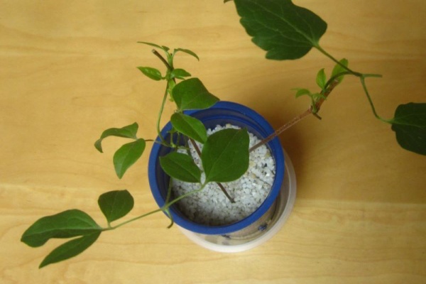 となりのにわ 青とんぼ