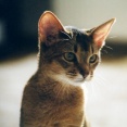 病気がちでも17歳まで生きてくれた猫の家族記念日