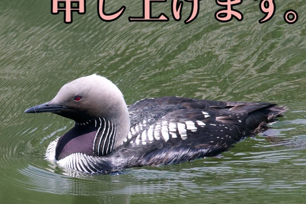 カーコとダンナのお出かけ写真