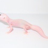 『レオパ新入荷！！営業時間のおしらせ。&アルバイト募集中！！』の画像